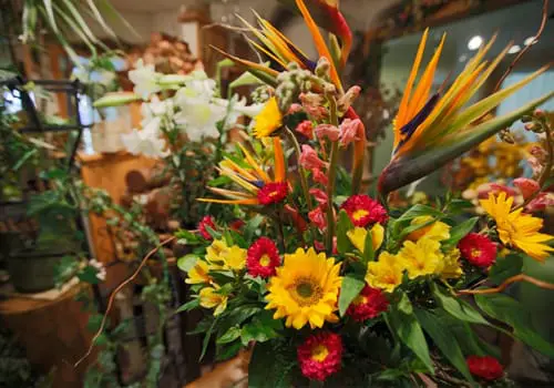 floral plant services in Snowmass