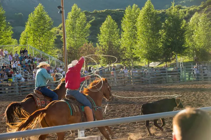 cowboys roping cattle at the snowmass rodeo
