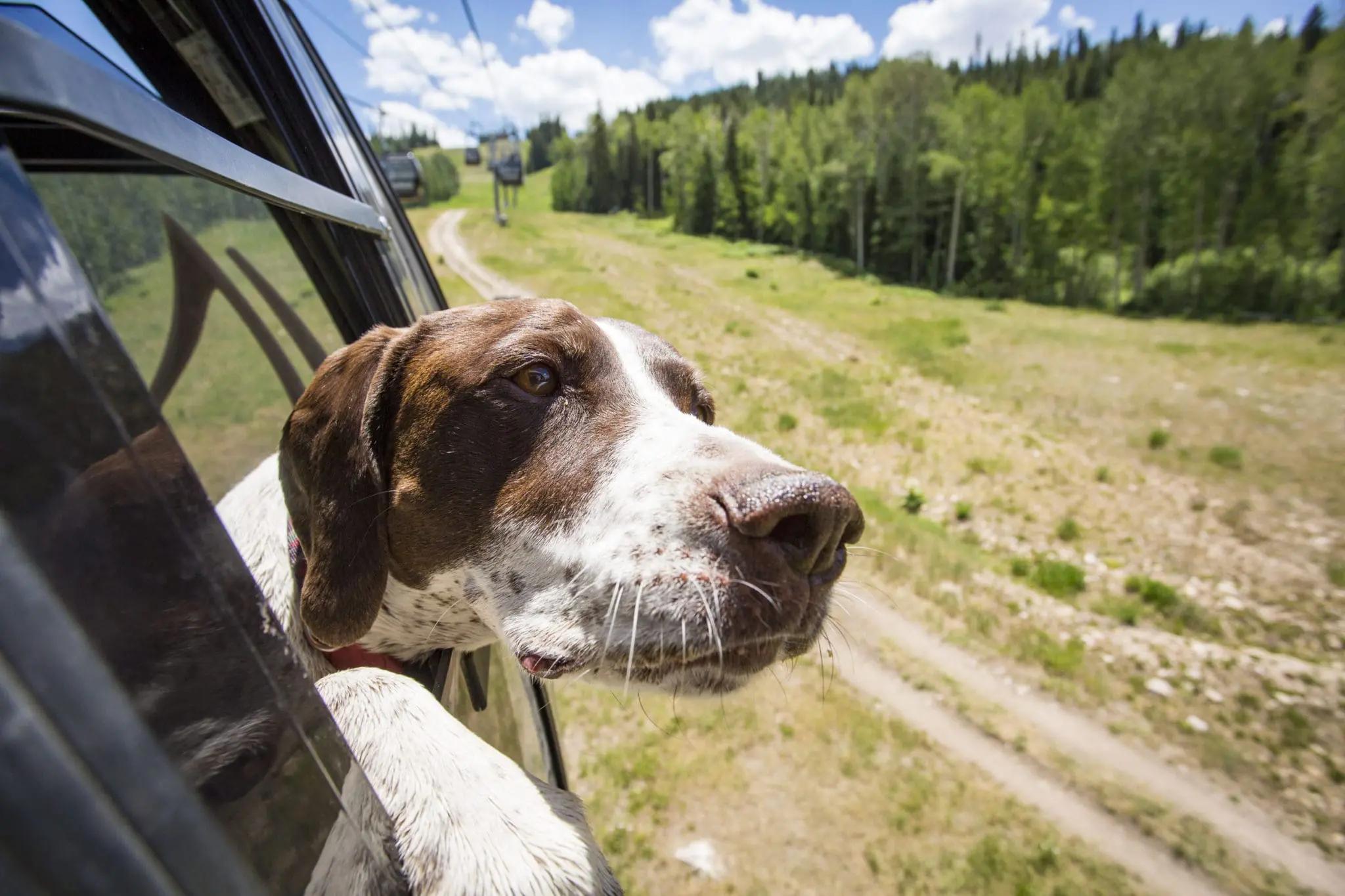 Dog sticking its head out the window of a car