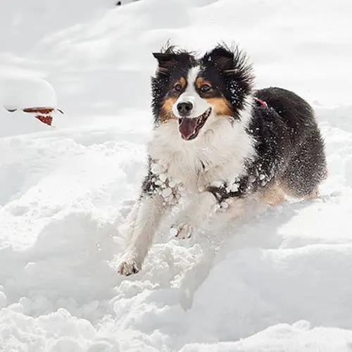 pet friendly activities in snowmass