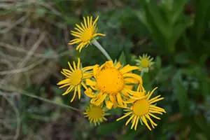 Yellow flowers outside