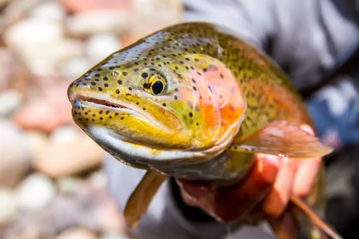 Snowmass has world-class fly fishing