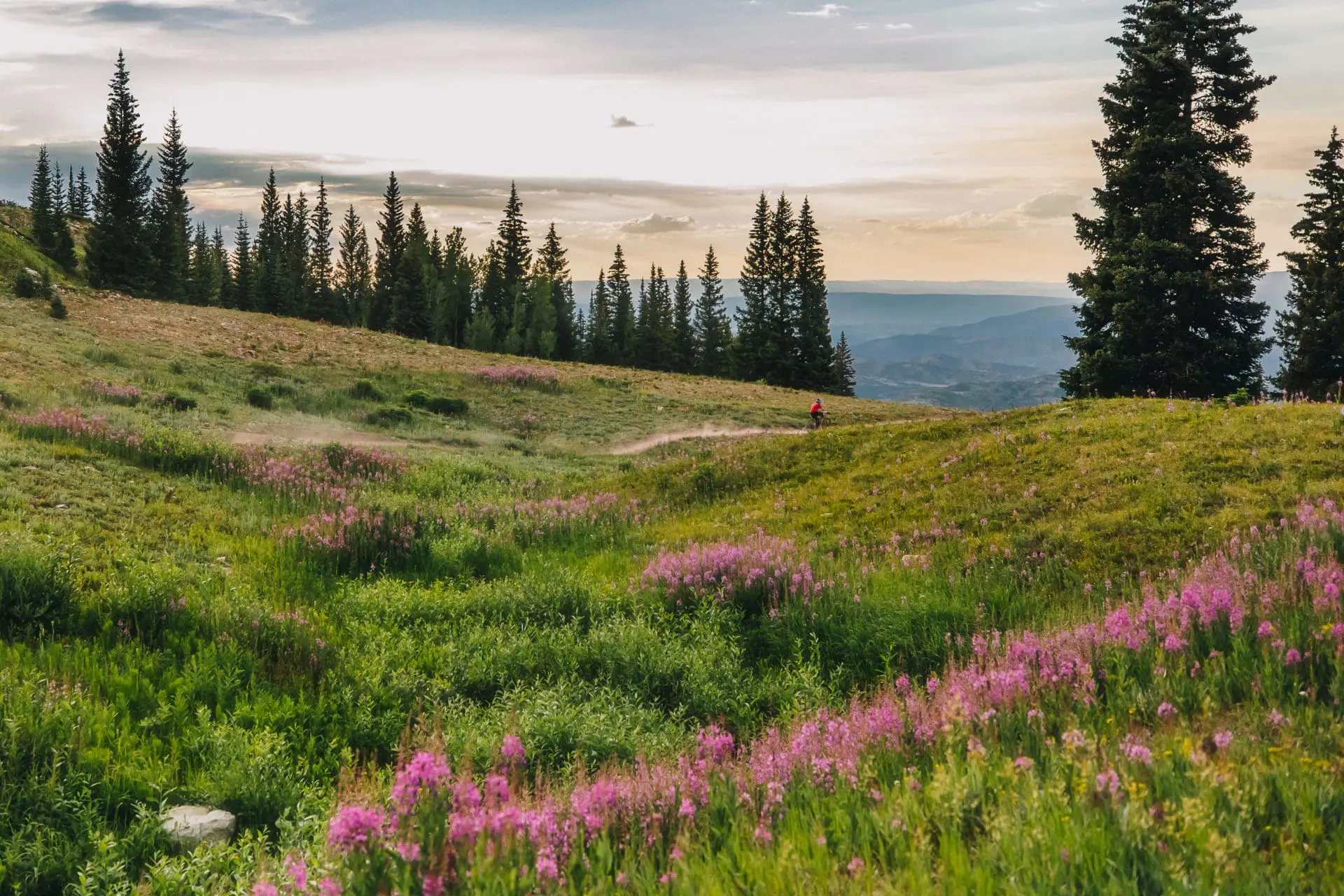 meadows at sunset
