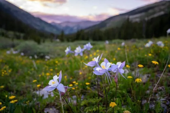 flowers in a field