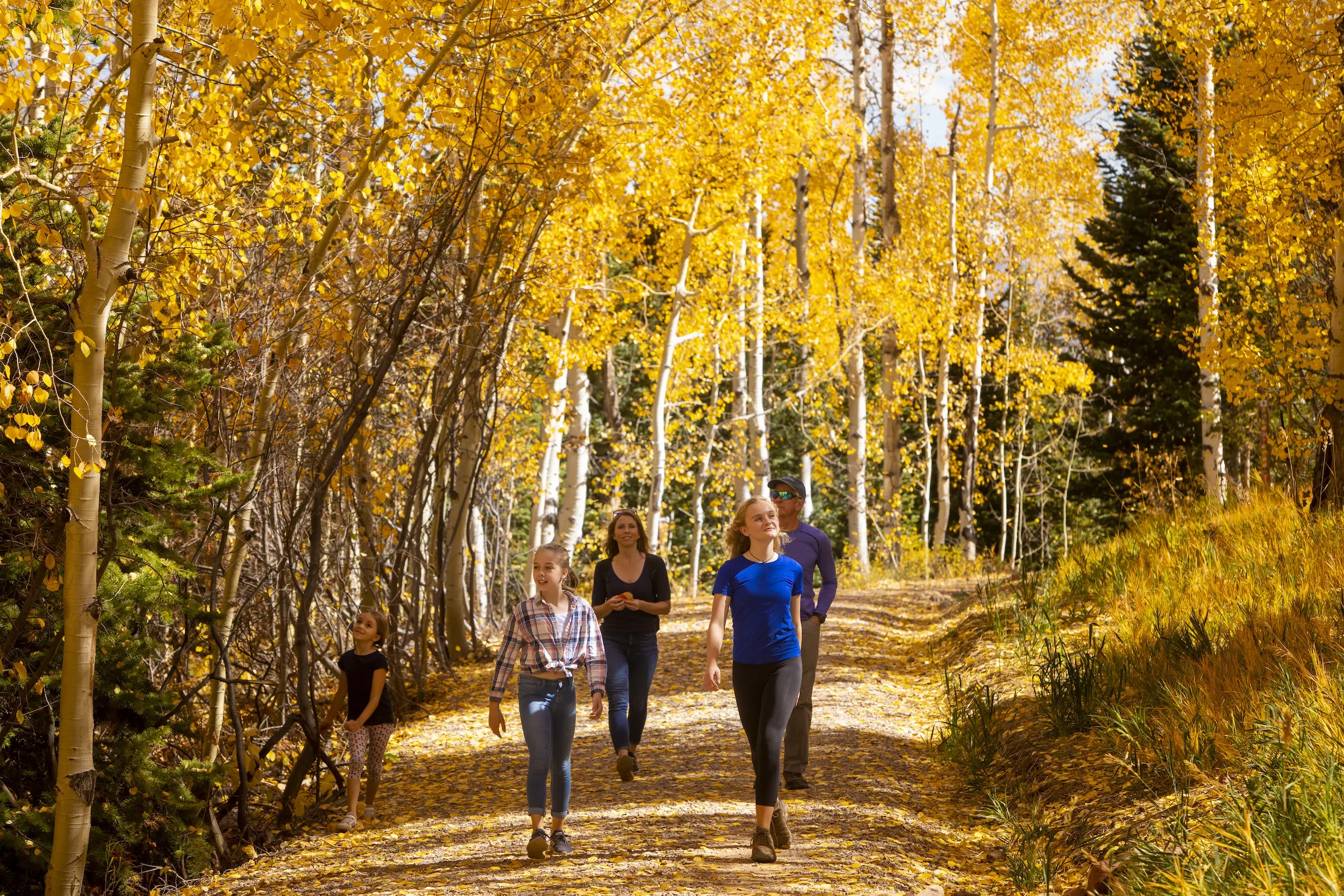 family going on a hike amongst the aspen trees during their fall Colorado family vacation