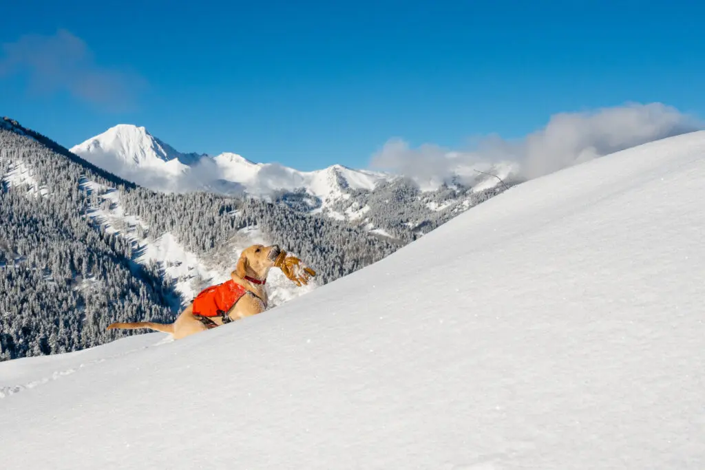patrol dog on snowmass mountain in the winter