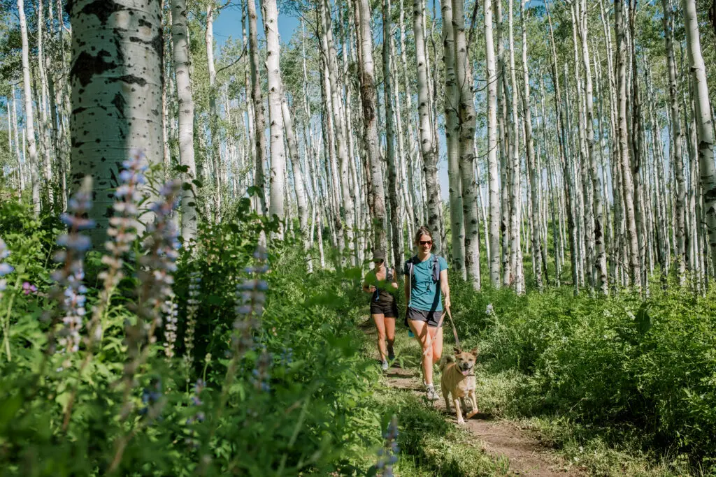 two women hiking under aspen trees in dog-friendly snowmass