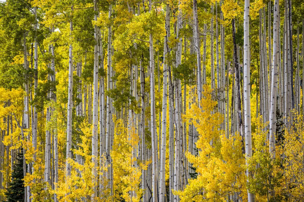 stand of green aspen trees starting to develop pockets of yellow at the beginning of the fall foliage season