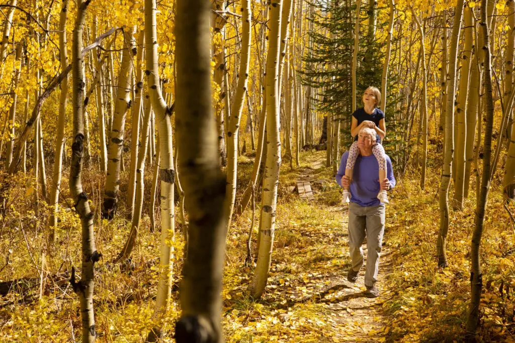 grandfather hiking with his granddaughter on his shoulder through a grove of Aspen trees that have turned a yellow color during the fall foliage change