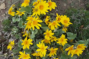 Bright yellow, sunflower-like heads on leafless stems, arrow shaped basal leaves