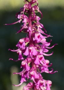 Magenta elephant heads, upper petal and beak resemble head and trunk, lower petals the ears and lower jaw