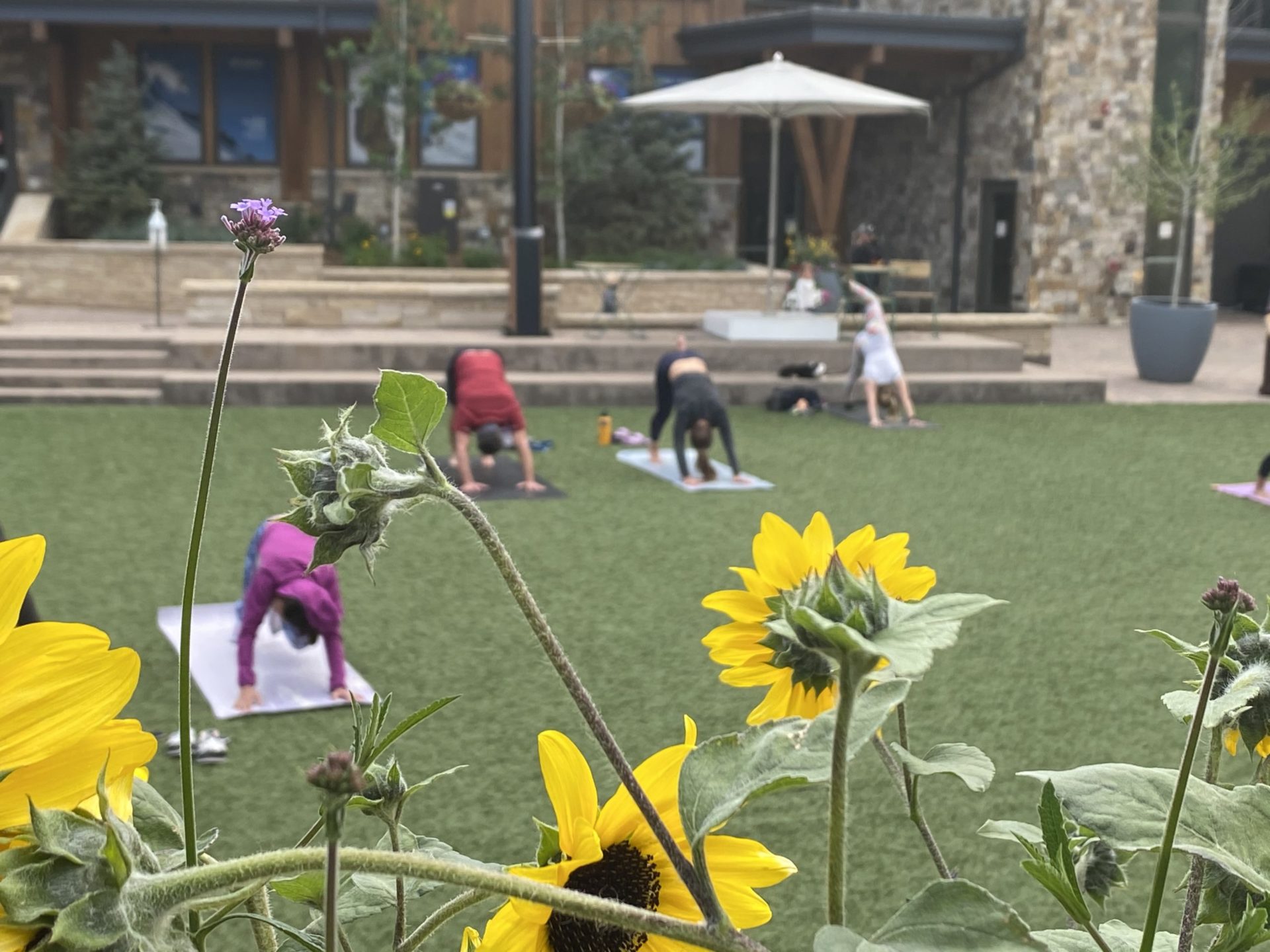Flowers outside with people doing yoga behind