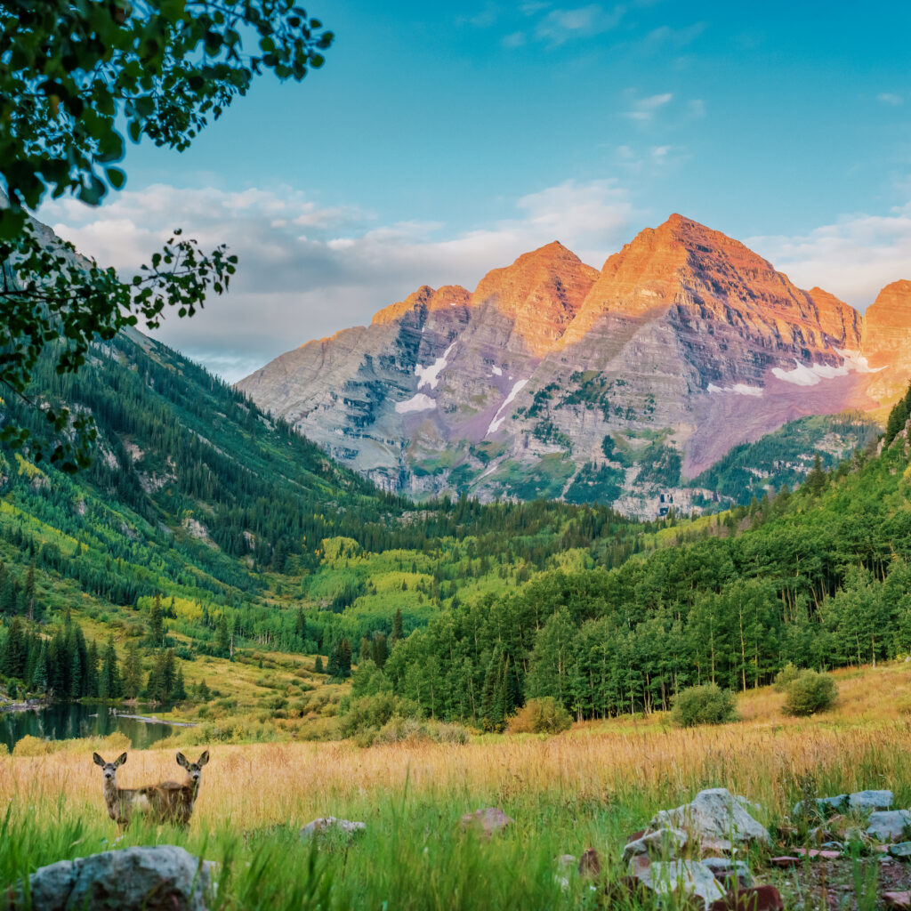 Maroon Bells at sunrise, with two deer in the foreground and a view of the valley below.